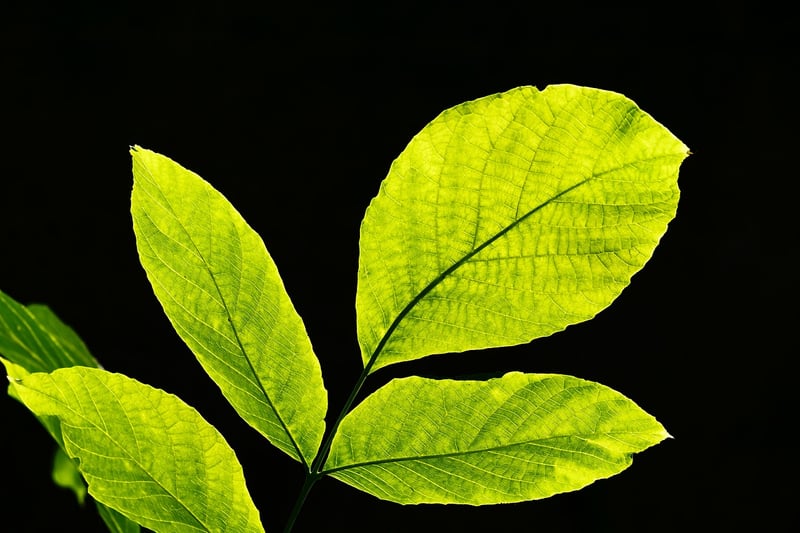 Botanical print